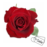 R GR PASION TURCA 70CM (MQ) (ALE)