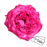 R GR PURPLE CROWN 60CM (ALE)