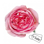 R GR PINK X-PRESSION 50CM (ALE)
