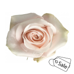 R GR POMAROSA 40CM  (Ayanna) (ALE)
