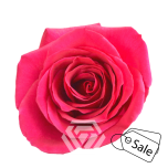 R GR QUEENBERRY 70CM (MQ) (ALE)