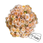 R TR APRICOT JEWEL 40CM (ALE)