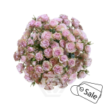 R TR BABY FLOW 40CM (ALE)