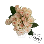 R TR BS CYGNUS 40CM (ALE)