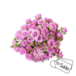 R TR BLUE MOON 40CM (ALE)