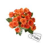 R TR SAONA 40CM (ALE)