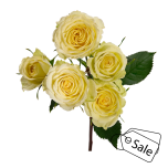 R TR CREAM FLOW 40CM (ALE)