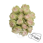 R TR FIBONACCI YATRA 40CM (ALE)