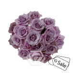 R TR SAGITTA 50CM (ALE)