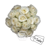 R TR SHINING STAR 40CM (ALE)