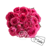 R TR TRENDSETTER HOT PINK 40CM (ALE)