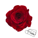 R GR RED ILEANA 70CM (MQ) (ALE)