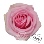 R GR SWEET CAKE 70CM (ALE)