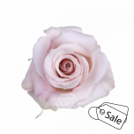 R GR SWEET ESCIMO 50CM (ALE)