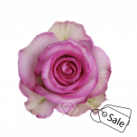 R GR SWEET UNIQUE 70CM (MQ) (ALE)
