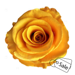 R GR TYCOON 70CM (MQ) (ALE)