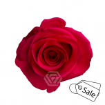 R GR V.I.PINK 50CM (Ayanna) (ALE)