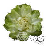 R GR VEGGIE 50CM (ALE)