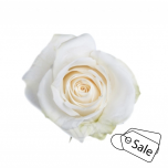 R GR VENDELA 40CM (ALE)