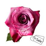 R GR VIOLET HILL 50CM (Ayanna) (ALE)