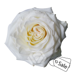 R GR CREAM SHIMMER 70CM (MQ) (ALE)