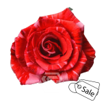 R GR WILDCAT 40CM (Ayanna) (ALE)