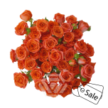 R TR BRIGHT SENSATION 40CM (ALE)