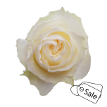 R GR COLDPLAY 70CM (MQ) (ALE)