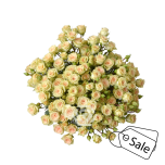 R TR CRETA 40CM (ALE)