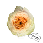 R GR CRYSTAL FLAME 70CM (MQ) (ALE)