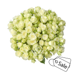 R TR FLOREANA 40CM (ALE)