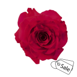R GR FRENCH KISS 70CM (MQ) (ALE)