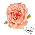 R GR HAPPINK 70CM (MQ) (ALE)