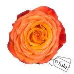 R GR HIGH INTENZ 70CM (MQ) (ALE)