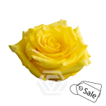 R GR HIGH YELLOW MAGIC 50CM (Ayanna) (ALE)