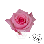 R GR JET SET 70CM (MQ) (ALE)