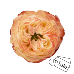 R GR KARMA 70CM (MQ) (ALE)