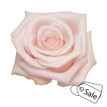 R GR PINKY PROMISE 70CM (MQ) (ALE)