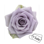 R GR SHOCKING BLUE 70CM (MQ) (ALE)