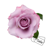 R GR STARPLATINUM 70CM (MQ) (ALE)