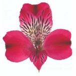 ALSTR HOT PINK  ALEGRIA 80CM