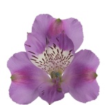 ALSTR LAVENDER ANTARIS 80CM