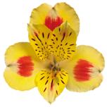 ALSTR YELLOW BALI 80CM