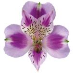 ALSTR LAVENDER BOHEMIAN 80CM