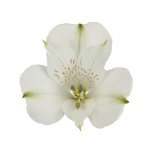 ALSTR WHITE CONCORDE 80CM