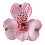 ALSTR PINK DEBBY 80CM