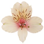 ALSTR PEACH DIRTY DANCING 80CM