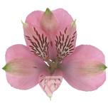ALSTR PINK ELEGANCE 80CM