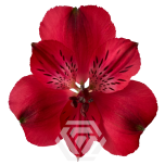ALSTR RED GALERAS 80CM