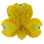 ALSTR YELLOW GOLD 80CM